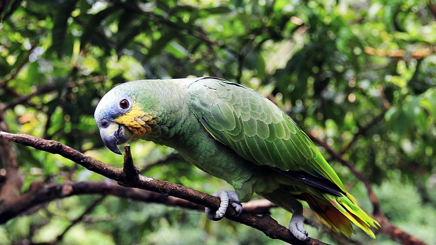 Caroni Swamp and Bird Sanctuary | Germago